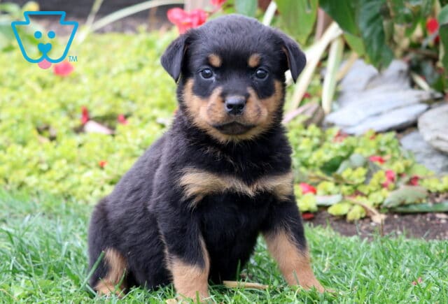 Sara Rottie image