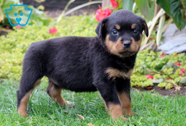 Sara Rottie2 image