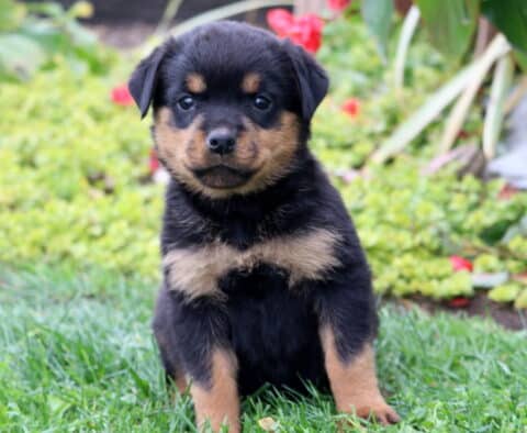 Sassy Rottie Sassy Rottie