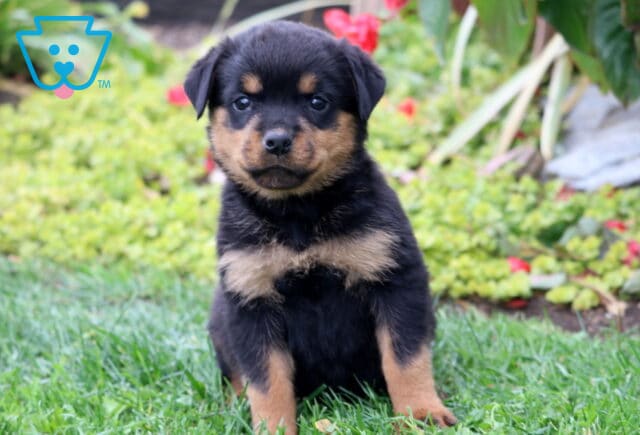 Sassy Rottie image