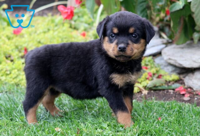 Sassy Rottie2 image