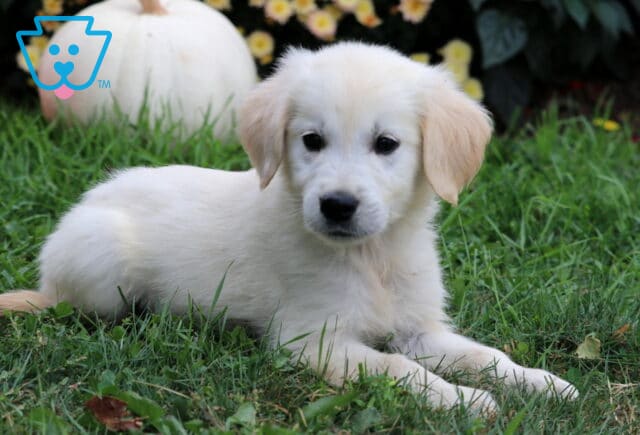 Scamper Golden image