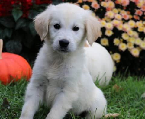 Scamper Golden2