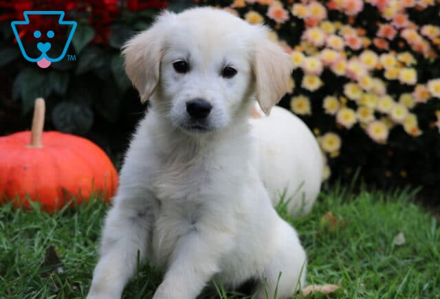 Scamper Golden2 image
