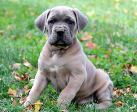 Scar Cane Corso Scar Cane Corso
