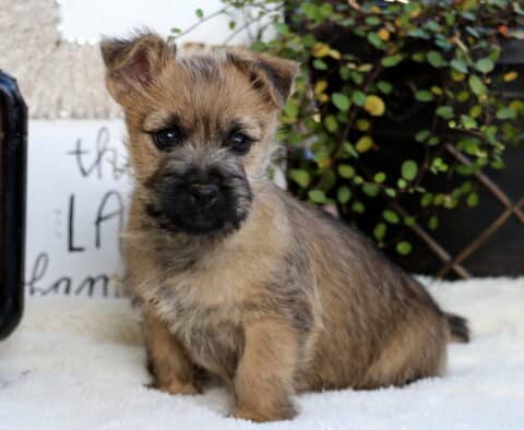 Scooby Cairn Terrier Scooby Cairn Terrier