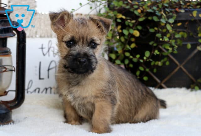 Scooby Cairn Terrier image