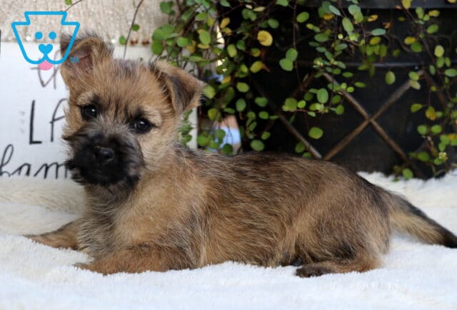 Scooby Cairn Terrier2 image