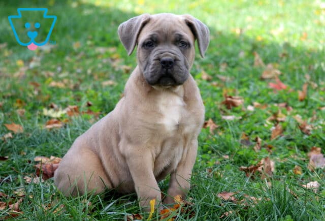 Shadow Cane Corso image