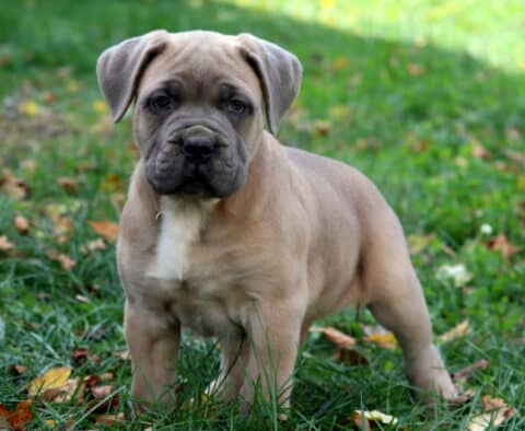 Shadow Cane Corso2 Shadow Cane Corso2