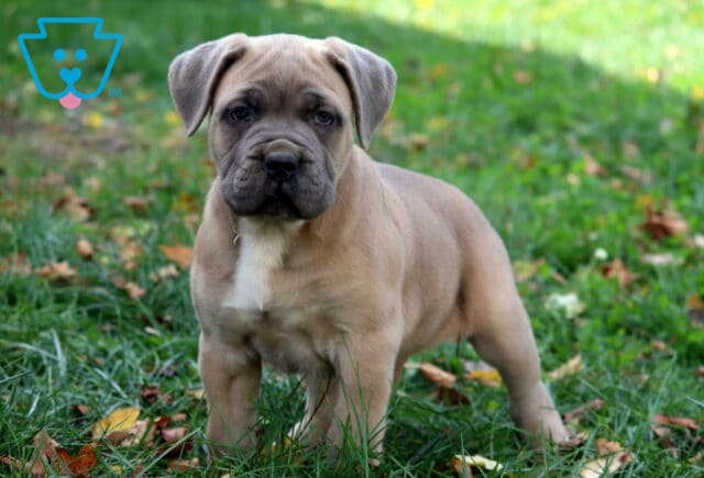 Shadow Cane Corso2 image