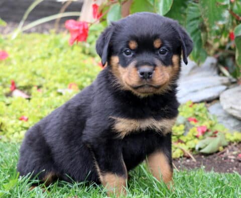 Shadow Rottie Shadow Rottie