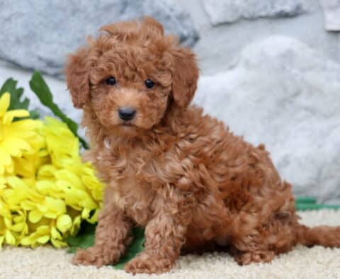 Shayla Cavapoo