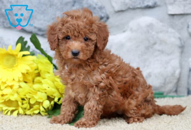 Shayla Cavapoo image