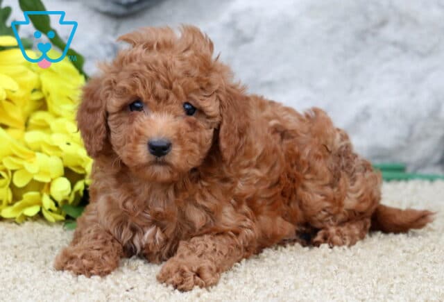 Shayla Cavapoo2 image