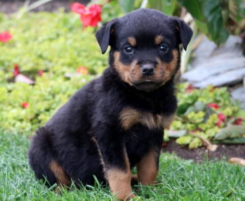 Shea Rottie Shea Rottie