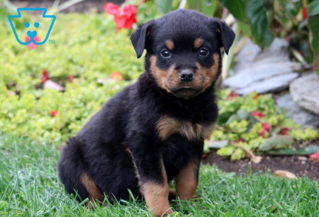 Shea Rottie image