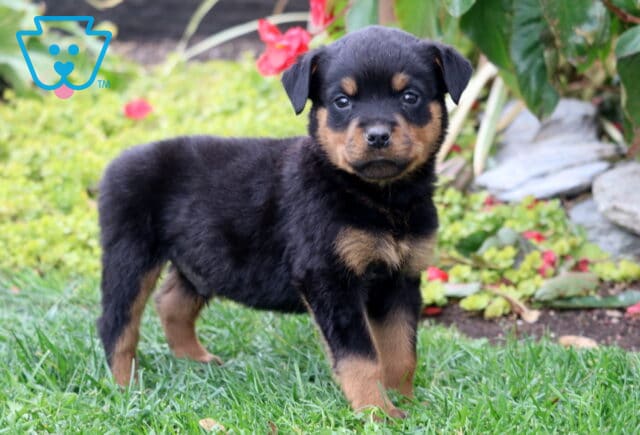 Shea Rottie2 image