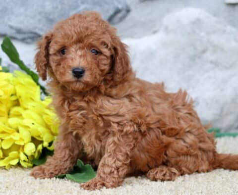 Sidney Cavapoo