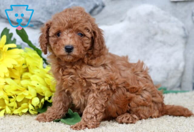 Sidney Cavapoo image