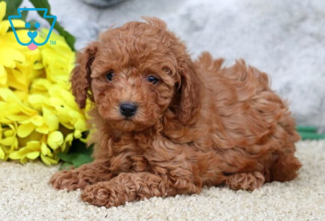 Sidney Cavapoo2 image