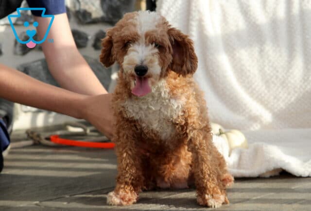 Sierra Toy Poodle Mel Blank image