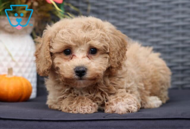 Curly apricot Bichpoo puppy lying down on a dark cushion, gazing forward with big round eyes, with a small pumpkin in the background. image