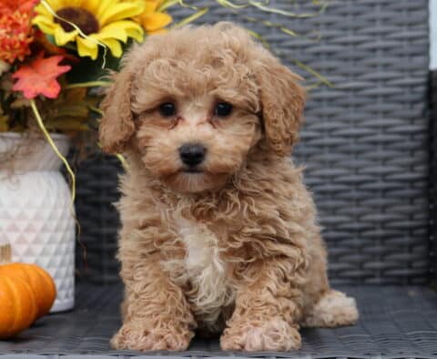 Adorable curly apricot Bichpoo puppy sitting on a wicker chair, showing a fluffy white chest patch, with a pumpkin and bright fall flowers in the background.