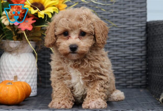 Adorable curly apricot Bichpoo puppy sitting on a wicker chair, showing a fluffy white chest patch, with a pumpkin and bright fall flowers in the background. image