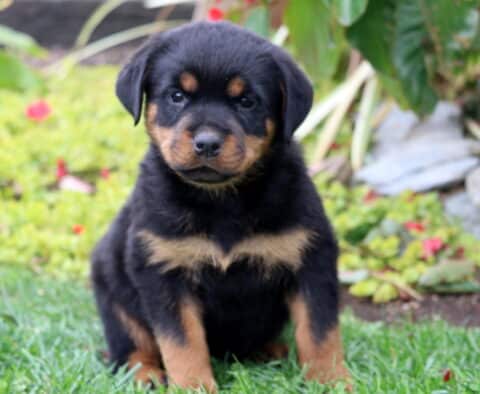 Sky Rottie Sky Rottie