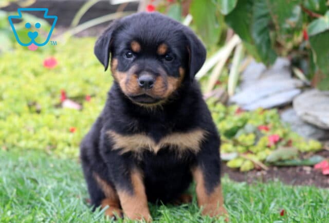 Sky Rottie image