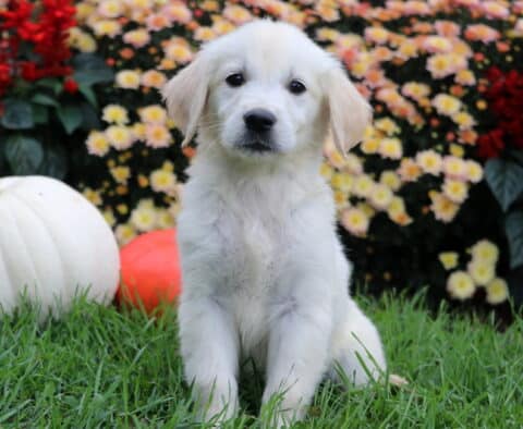 Snowy Golden