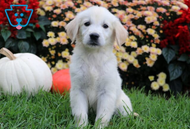 Snowy Golden image