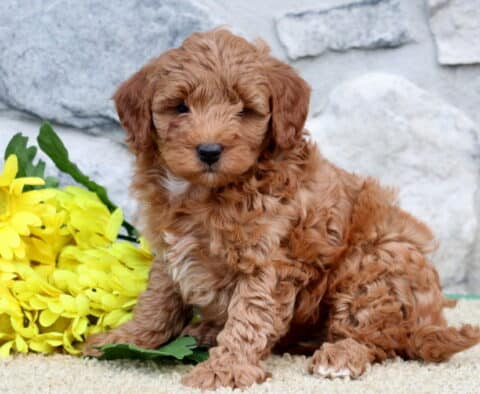 Sonny Cavapoo
