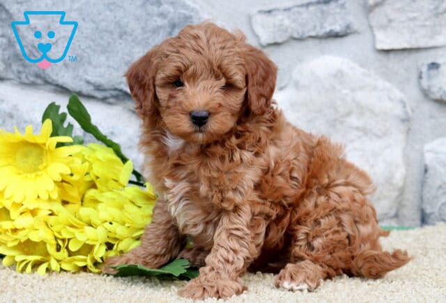 Sonny Cavapoo image