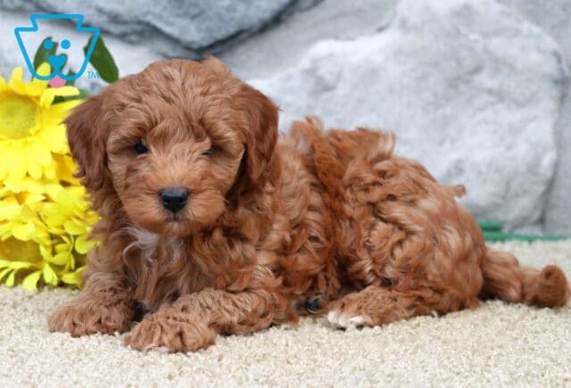 Sonny Cavapoo2 image