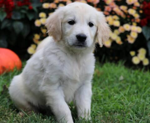 Sonny Golden
