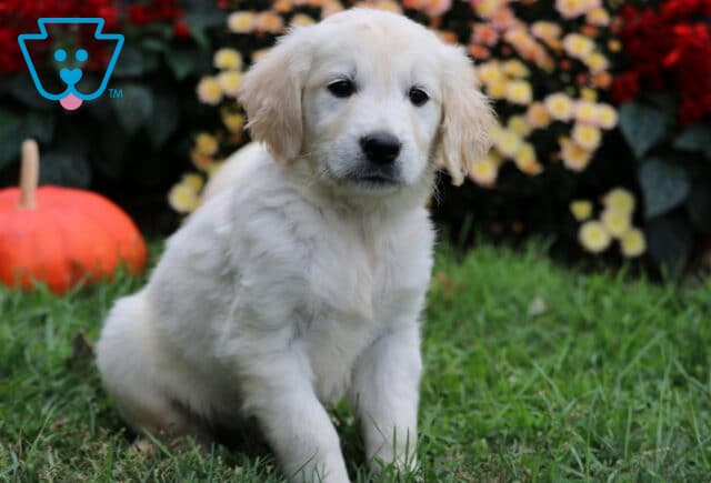 Sonny Golden image