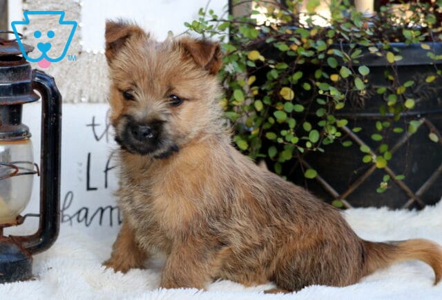 Sophie Cairn Terrier image