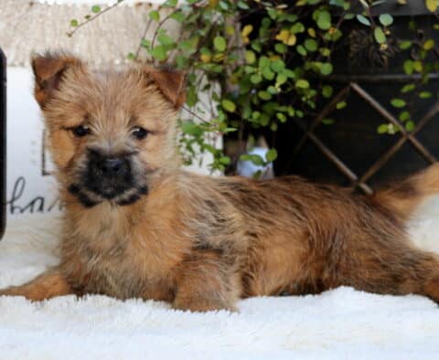 Sophie Cairn Terrier2 Sophie Cairn Terrier2