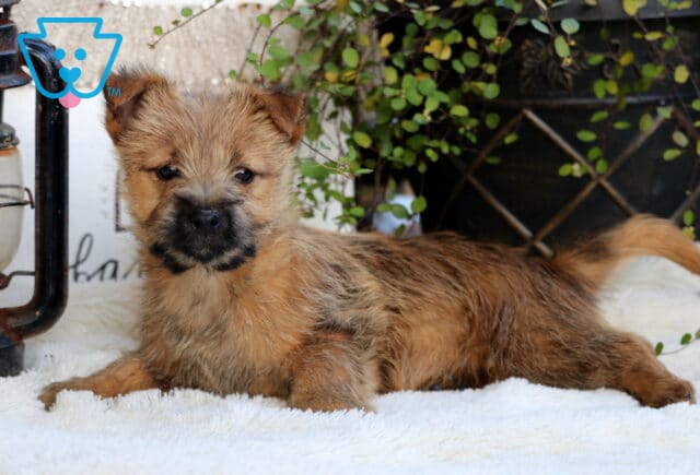 Sophie Cairn Terrier2 image