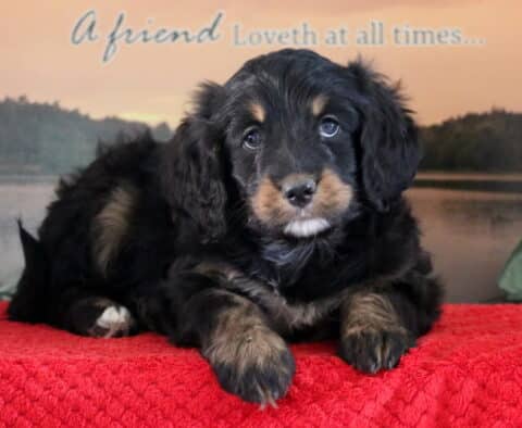 Sophie Mini Bernedoodle2 Sophie Mini Bernedoodle2