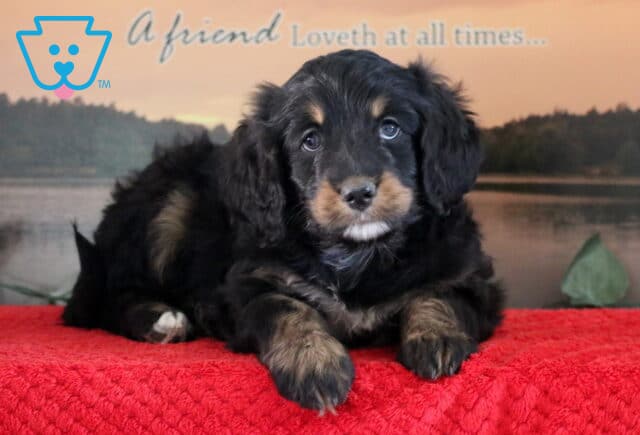 Sophie Mini Bernedoodle2 image