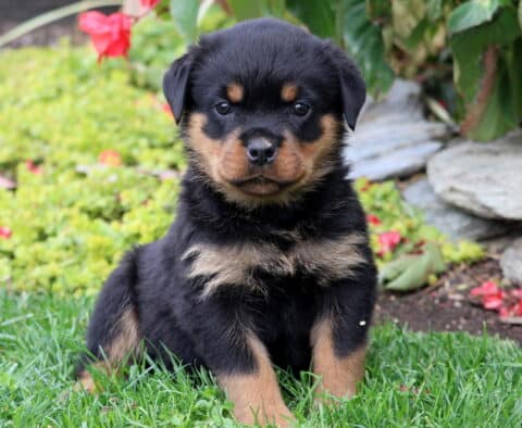 Sophie Rottie Sophie Rottie