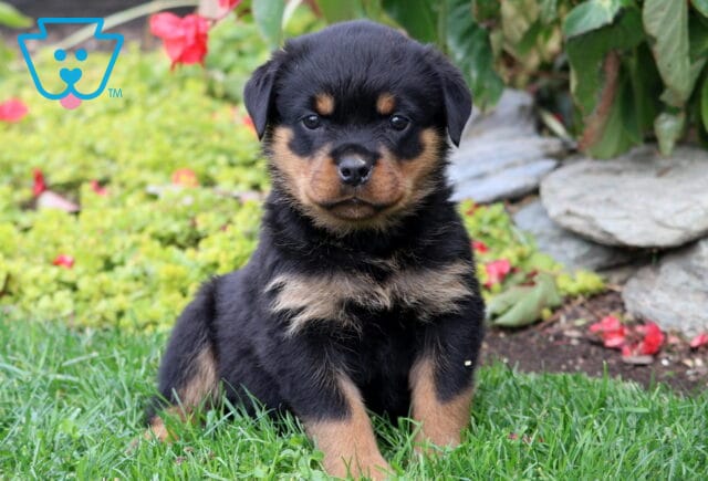 Sophie Rottie image