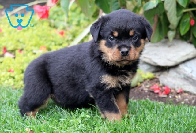 Sophie Rottie2 image