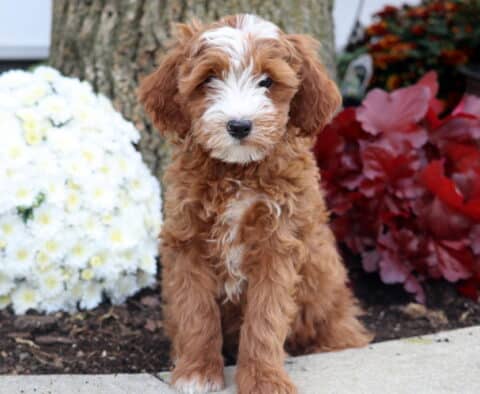 Irishdoodle puppy with a wavy red coat and distinctive white markings on the face, chest, and paws sitting by a tree with red and white flowers in the background.