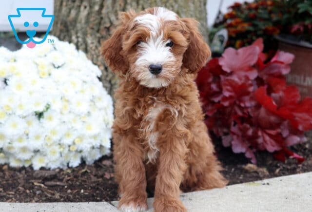 Irishdoodle puppy with a wavy red coat and distinctive white markings on the face, chest, and paws sitting by a tree with red and white flowers in the background. image