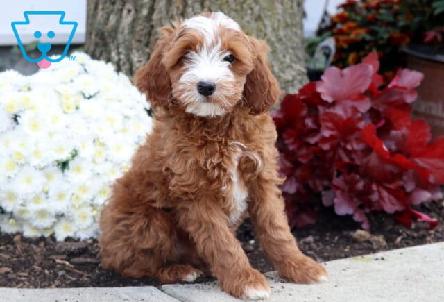 Adorable Irishdoodle puppy with curly red and white fur sitting on a sidewalk beside a tree, with bright red and white flowers in the background. image
