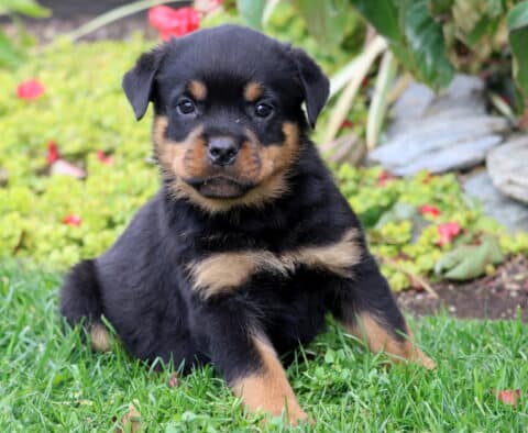 Spencer Rottie Spencer Rottie